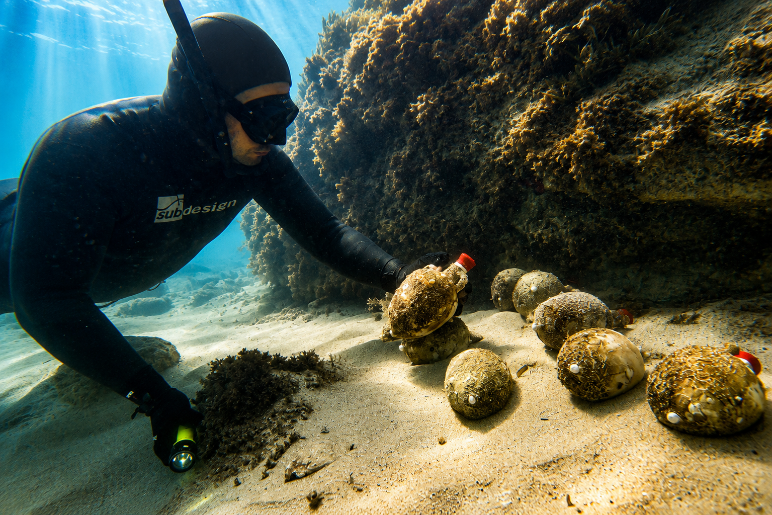 Amphora-Maris diver